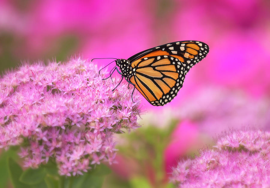 Monarch Butterfly on Pink Sedum Flowers Photograph by Carolyn Derstine