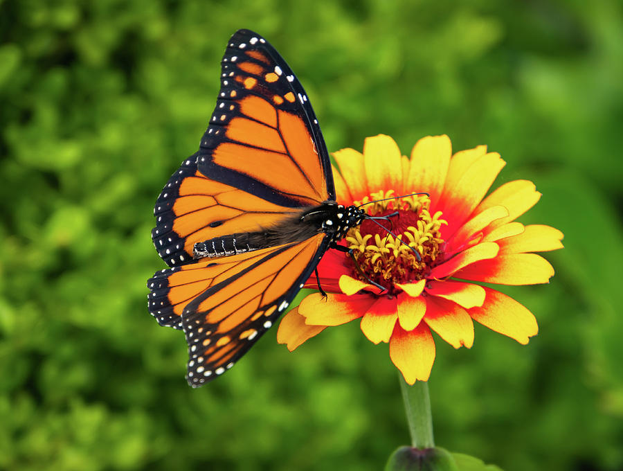 Monarch Butterfly On Red And Yellow Zinnia Photograph by Ann Moore
