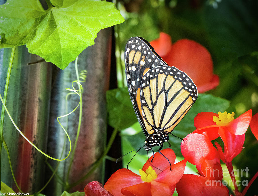 Monarch Butterfly On Red Flower Photograph by Mitch Shindelbower