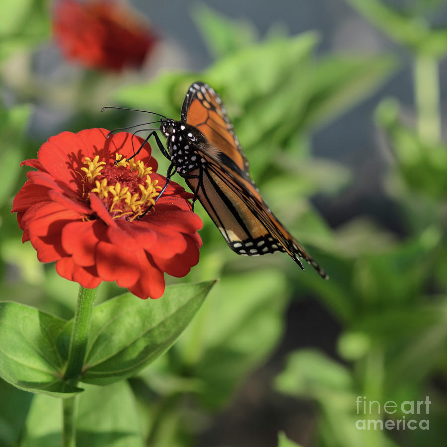 Monarch Butterfly on Red Zinnia II Photograph by Tamara Becker