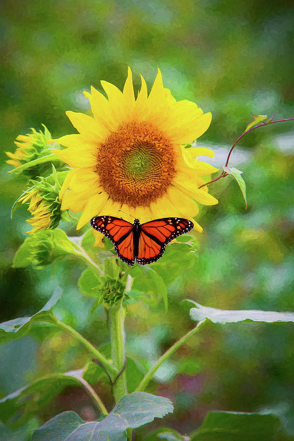 Monarch Butterfly On Sunflower Photograph