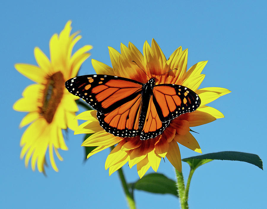 Monarch Butterfly on Sunflower Photograph by Lucio Cicuto