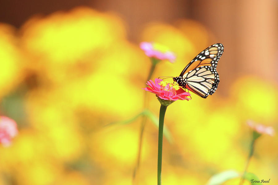 Monarch Butterfly on the Zinnia Photograph by Trina Ansel