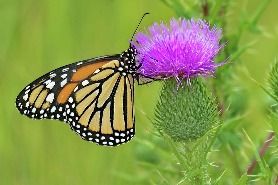 Monarch Butterfly On Thistle Photograph by Lyuba Filatova