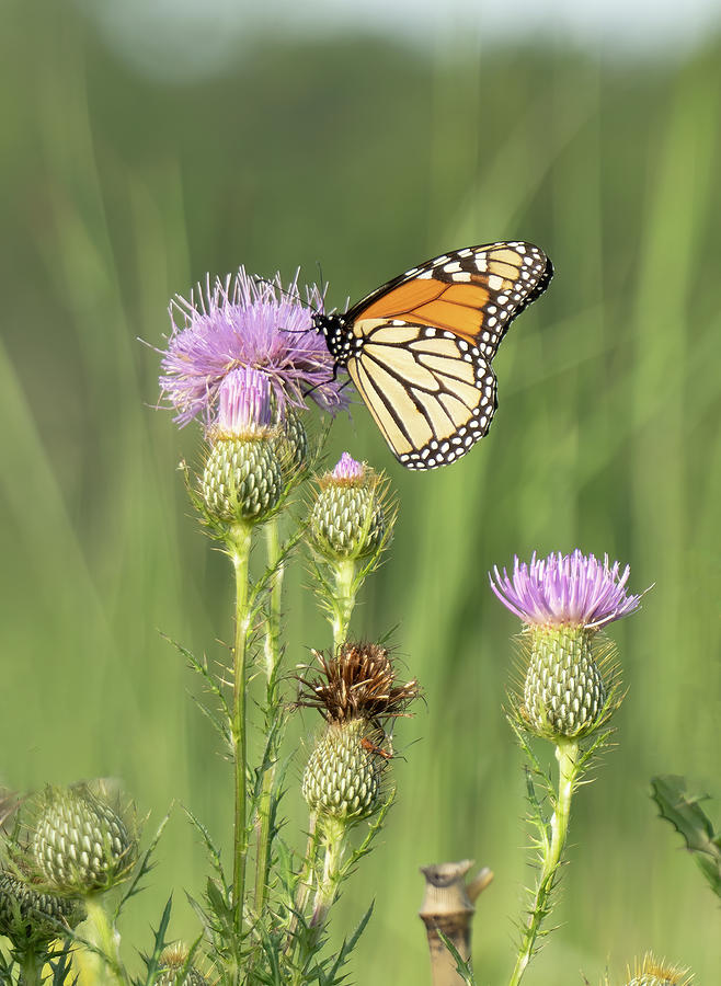 Monarch Butterfly On Thistle Plants Photograph by Jack Nevitt