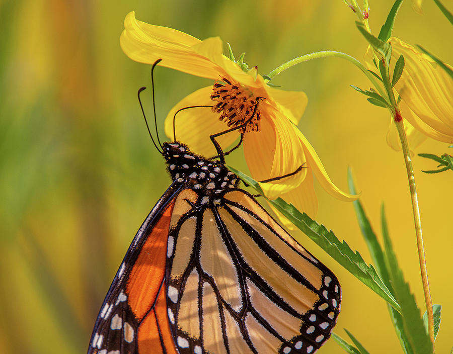 Monarch Butterfly On Tickseed Photograph by Dale Kincaid