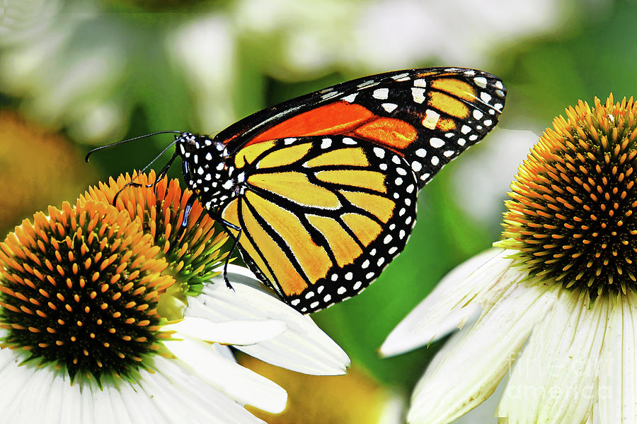Monarch Butterfly On White Coneflowers Photograph