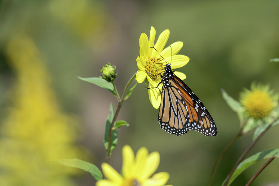 Monarch Butterfly on Yellow Flowers Photograph by Rose Guinther