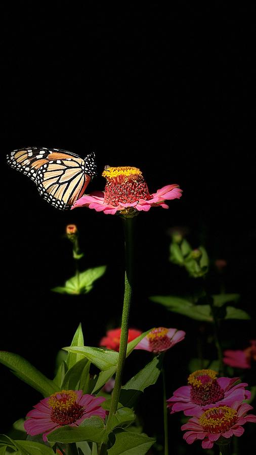 Monarch Butterfly on Zinnia 2 Photograph by AList Art Gallery Monarch Butterfly on Zinnia 2 Photograph by AList Art Gallery