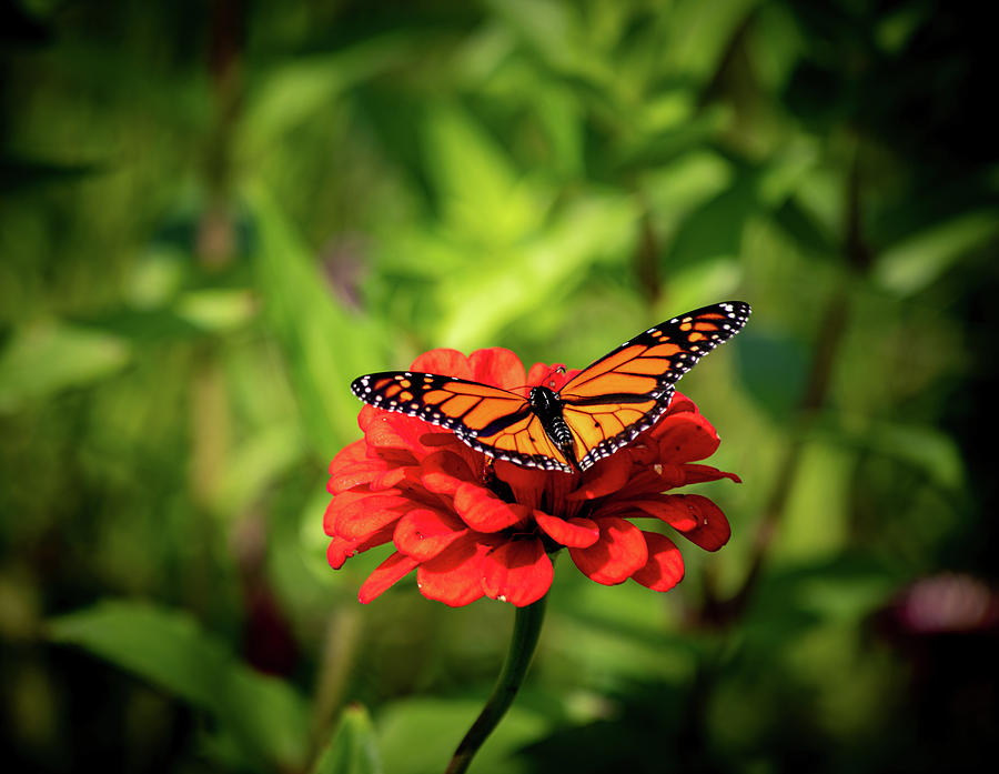 Monarch Butterfly on Zinnia Flower at Tower Hill in MA Photograph by Michael Saunders