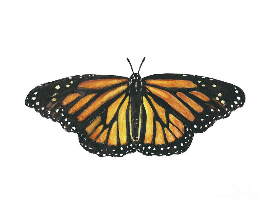 Monarch Butterfly Painting by Pamela Schwartz