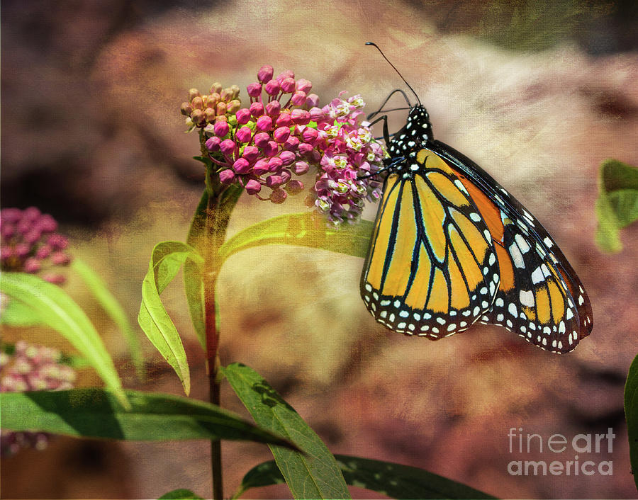 Monarch Butterfly Photograph by Pattie Calfy