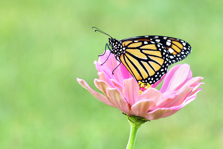 Monarch Butterfly Photograph by Patty Colabuono