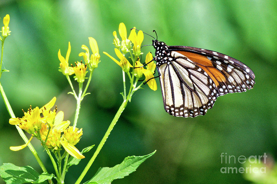 Monarch Butterfly Photograph by Paul Mashburn