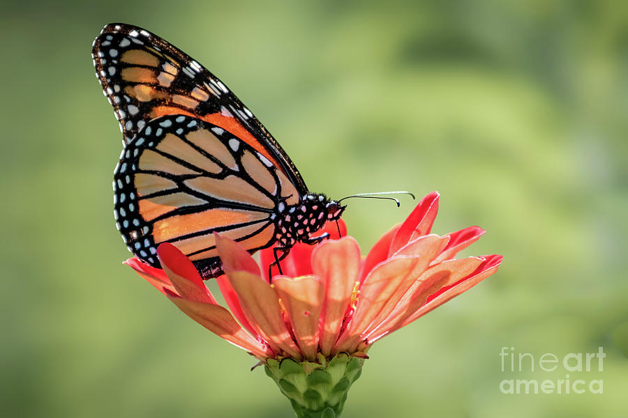 Monarch Butterfly Perched On A Red Flower Photograph