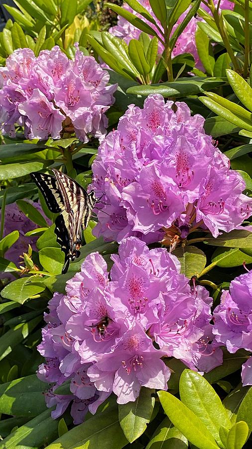 Monarch Butterfly - Pink Rhododendron  Photograph by Jerry Abbott