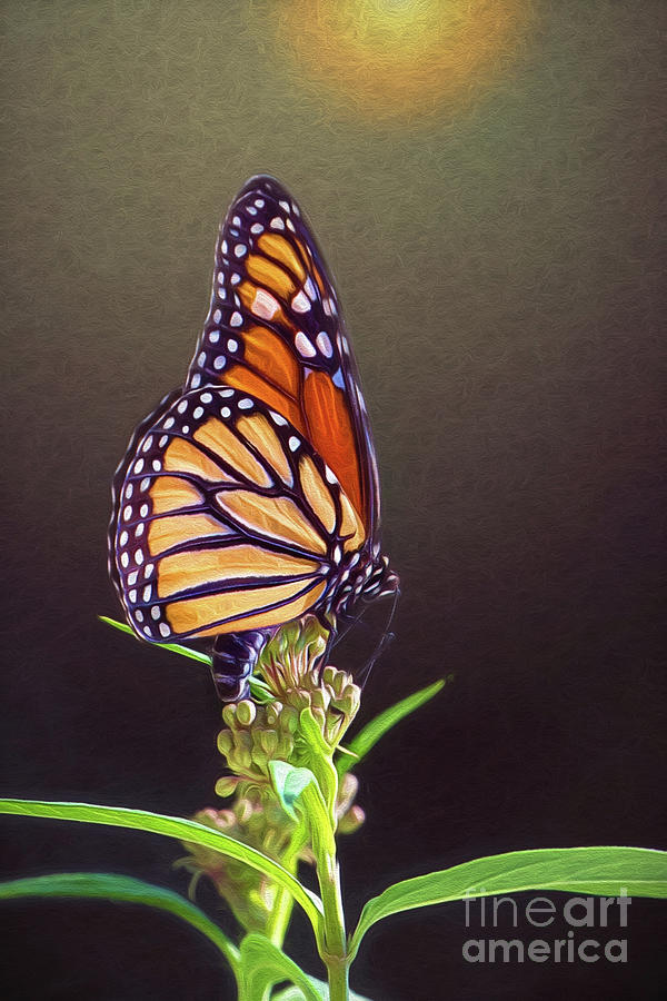 Nature Photograph - Monarch Butterfly Portrait by Sharon McConnell
