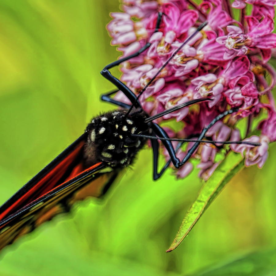 Monarch Butterfly Proboscis Macro Photograph by Dale Kauzlaric