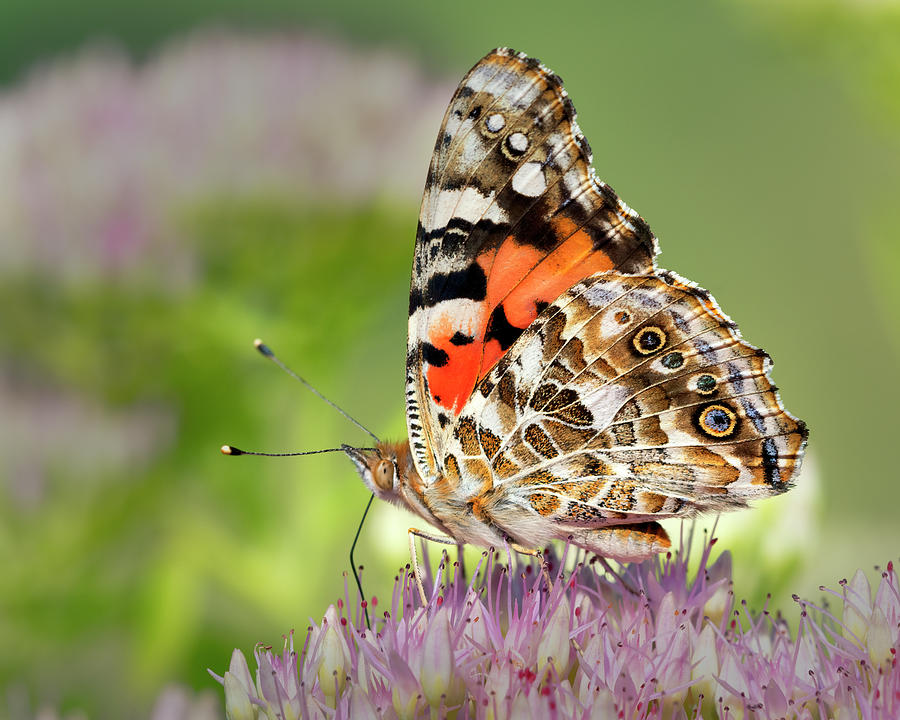 Painted Lady Butterfly profile Photograph by Gary Langley