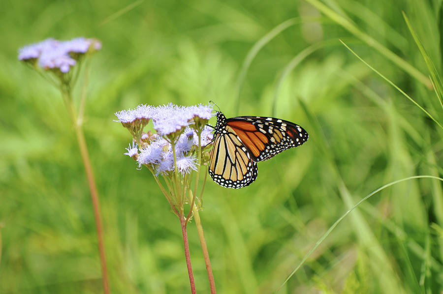 Monarch Butterfly Profile On Mist Flowers Photograph