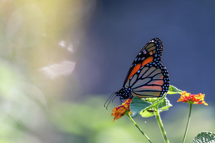 Monarch Butterfly Photograph by Rachel Morrison
