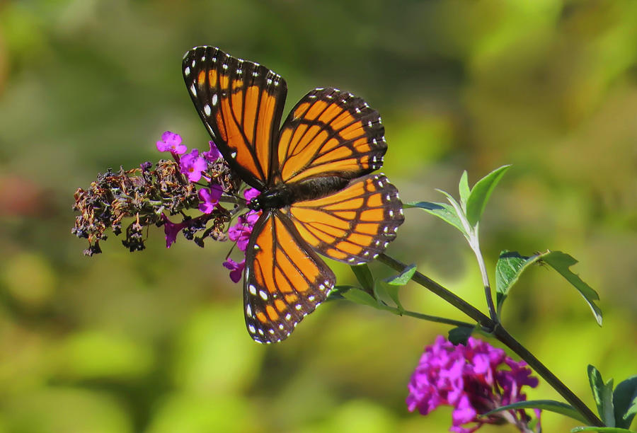 Viceroy Butterfly Photograph by Rebecca Grzenda