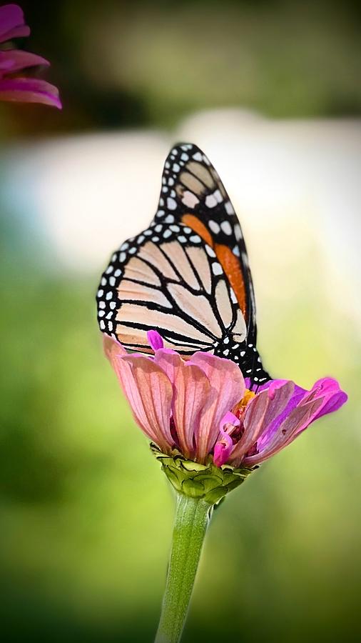 Monarch Butterfly Resting Photograph by AList Art Gallery