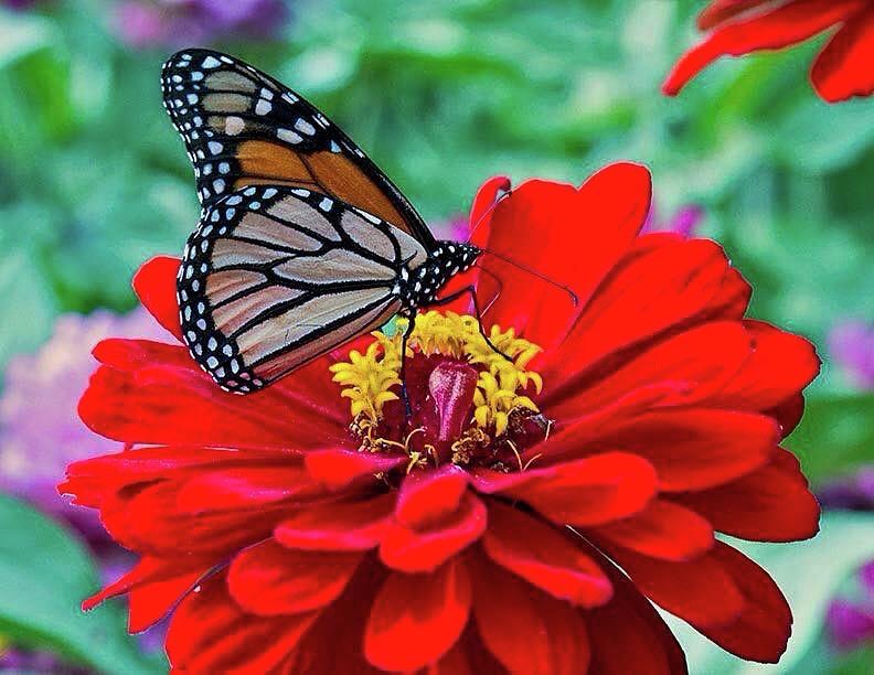 Monarch Butterfly Photograph by Robert Schulick - Fine Art America