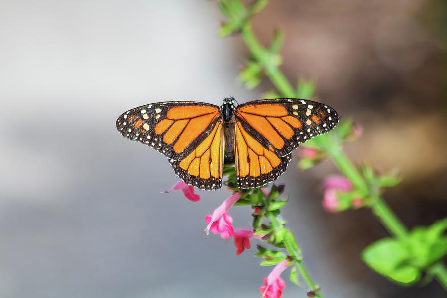 Monarch Butterfly Photograph by Robert Wilder Jr