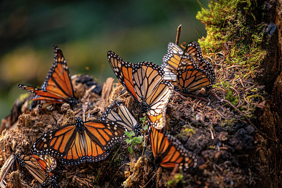 Monarch butterfly sanctuary  Photograph by Robert Davis