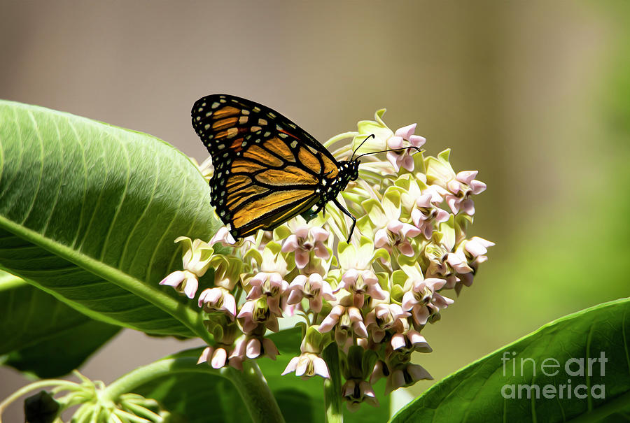 Monarch Butterfly Photograph by Sandra Js