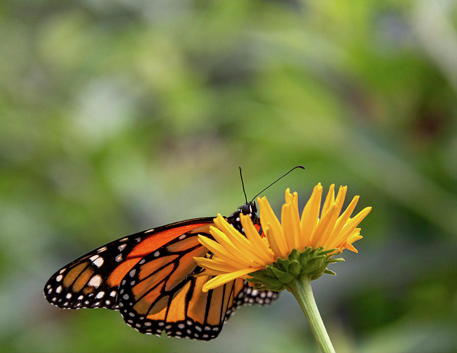 Monarch Butterfly Photograph by Sandy Glines - Pixels