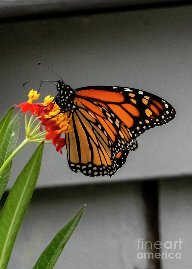 Monarch Butterfly SC Photograph by Edward Sobuta