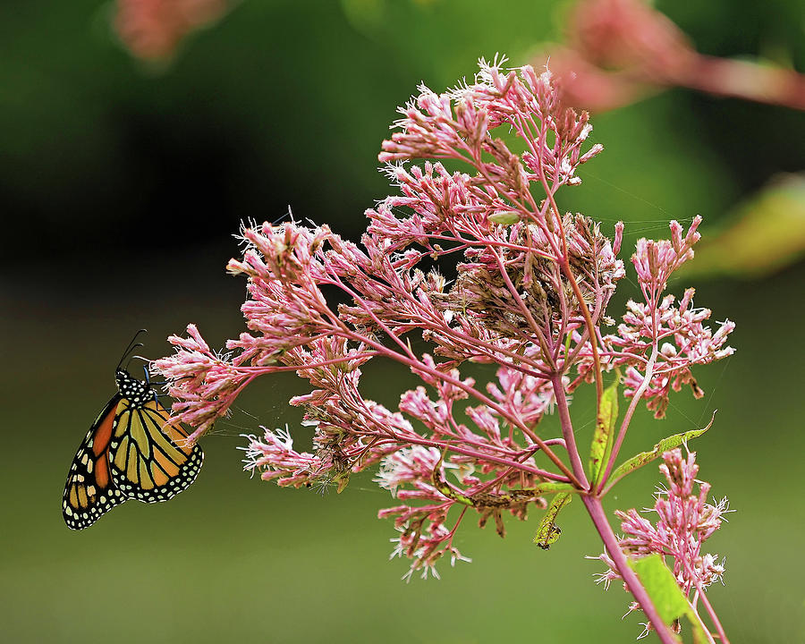 Monarch Butterfly Photograph by Scott Olsen