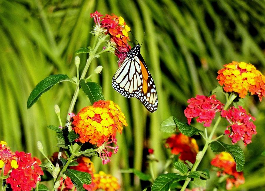 Monarch Butterfly Seeing Spots Photograph by Adrienne Wilson - Fine Art ...