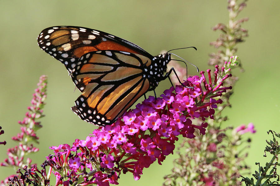 Monarch Butterfly Setauket New York Photograph by Bob Savage