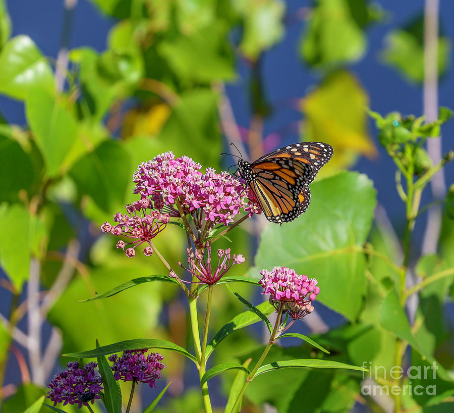 Monarch Butterfly Photograph by Shirley Dutchkowski