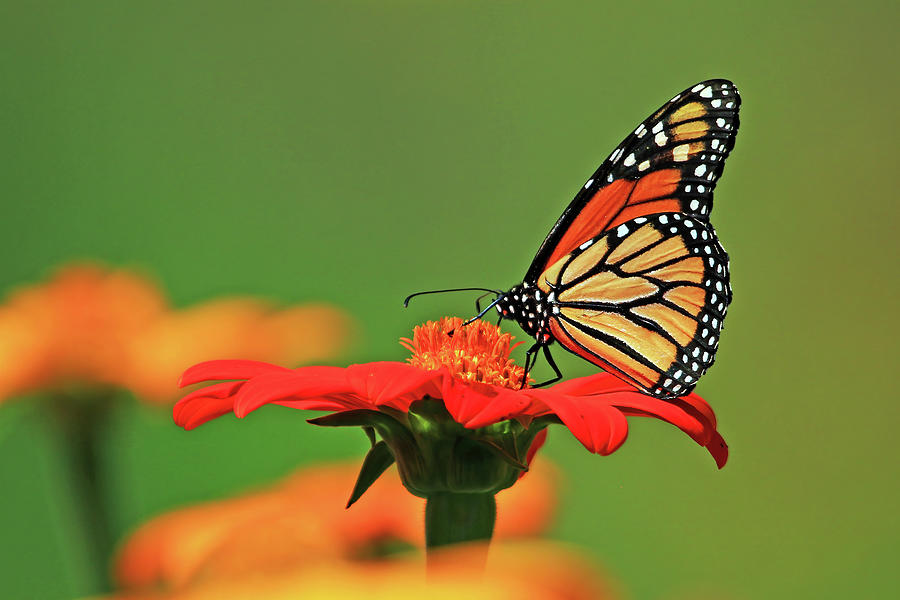 Monarch Butterfly Photograph by Shixing Wen