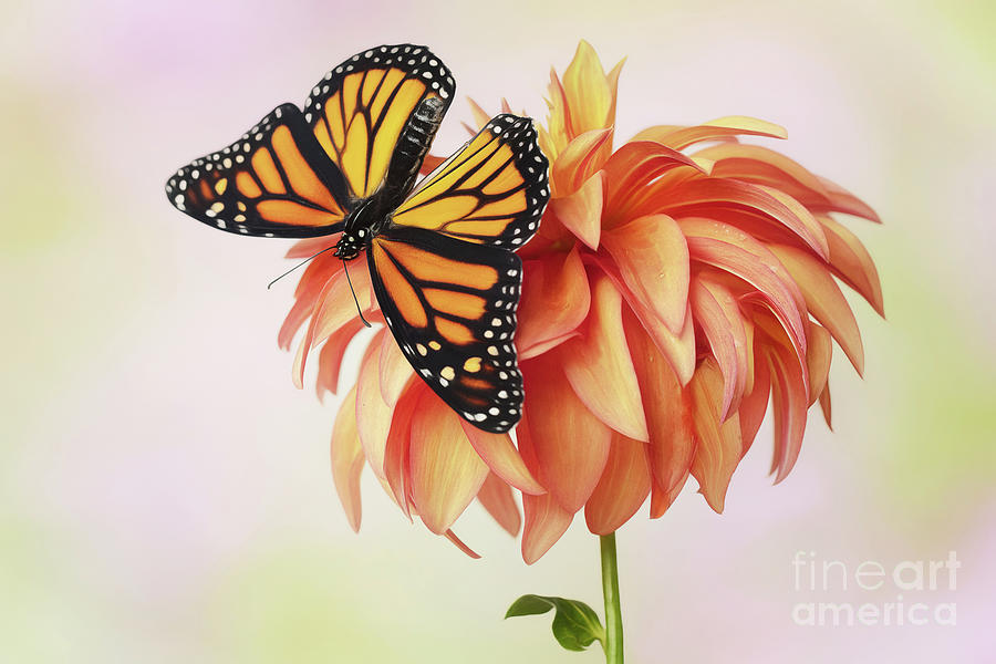 Monarch Butterfly Shows off on Dahlia Photograph by Linda D Lester ...