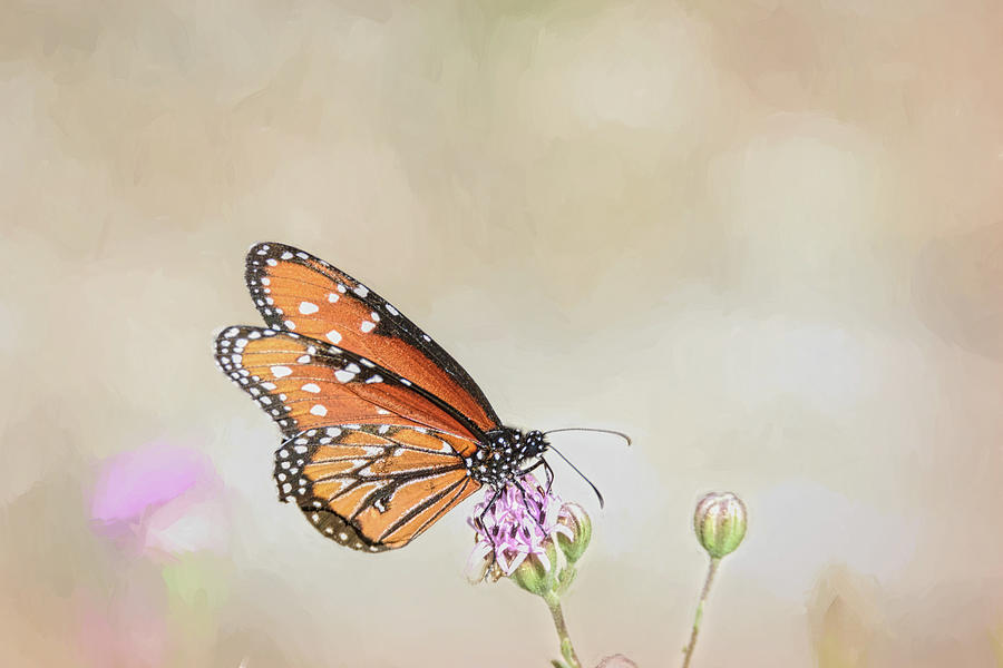 Beautiful Butterfly Simplicity Photograph by Debra Martz