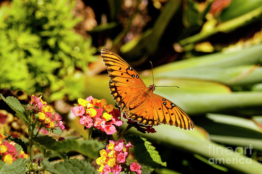 Monarch butterfly sitting on a grouping of lantana flowers trying to get nectar to feed on. Photograph by Gunther Allen