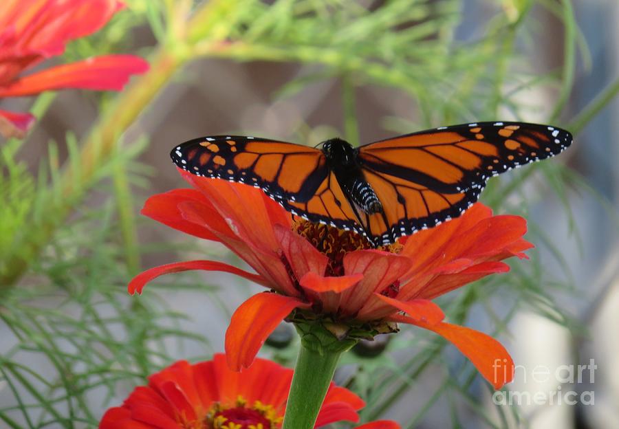 Monarch Butterfly Spreads Its Wings Photograph by Christina Verdgeline