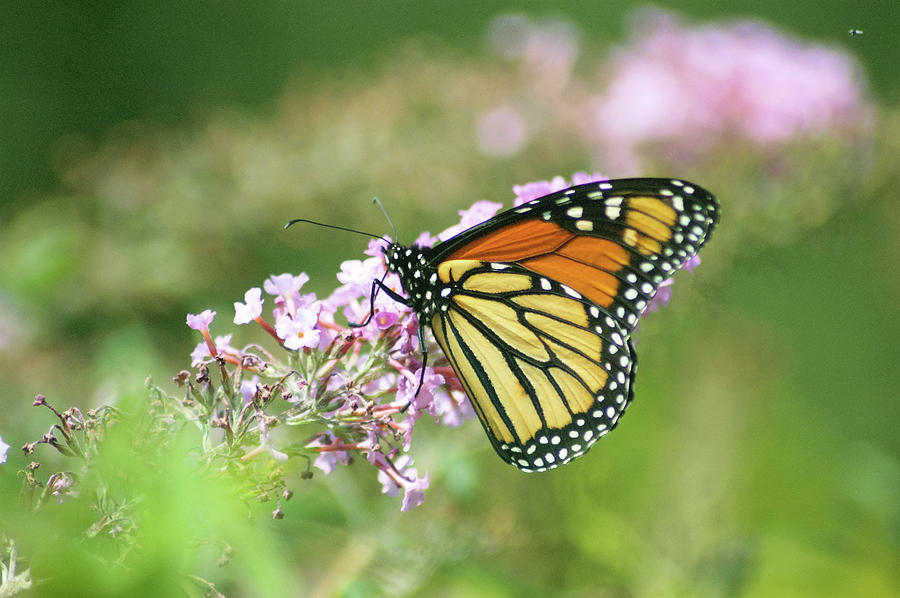 Monarch butterfly Photograph by Startasha Lopez - Fine Art America
