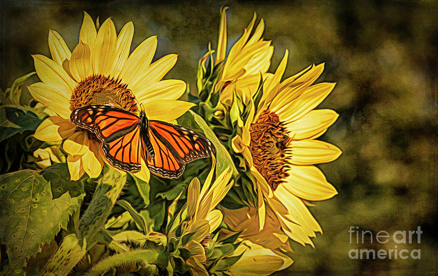 Monarch Butterfly Sunflower Photograph by Teresa Jack - Fine Art America