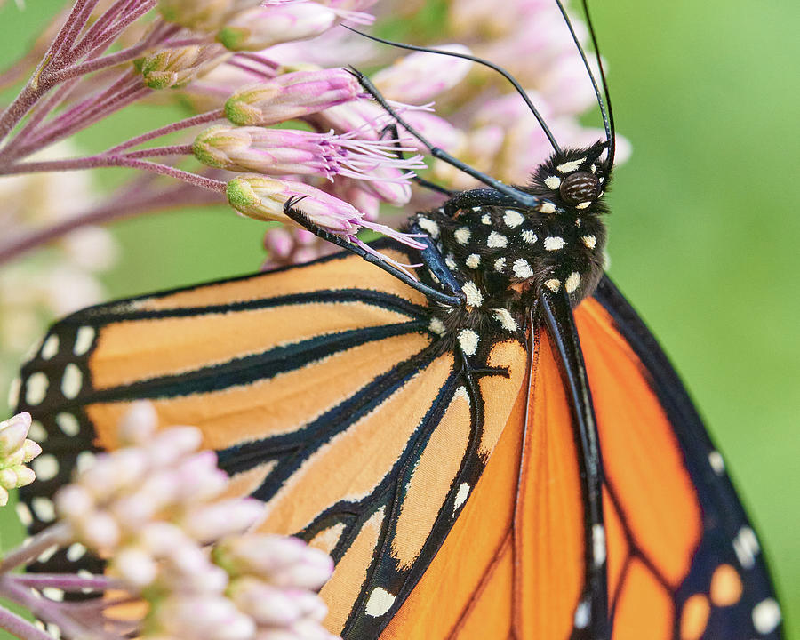 Monarch Butterfly suspended on Joe Pye Weed Photograph by Jim Hughes
