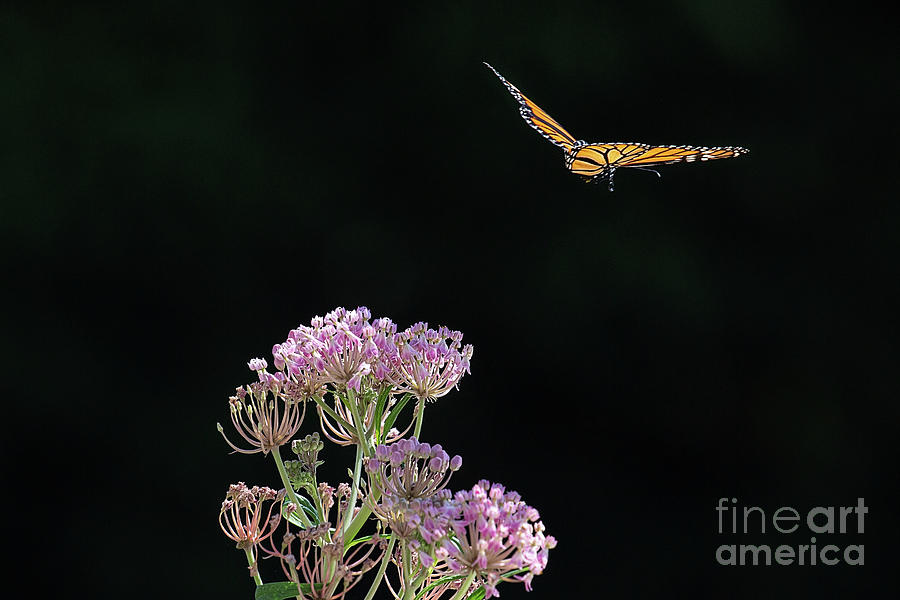 Monarch Butterfly Taking Flight Photograph by Sharon McConnell