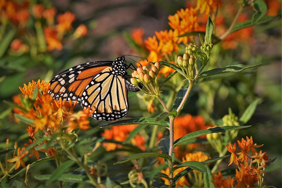 Monarch Butterfly Photograph by Tanuja Reddy - Fine Art America