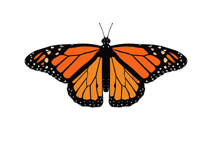 Monarch Butterfly Digital Art by Teresamarie Yawn