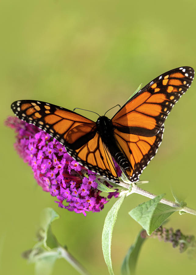 Monarch Butterfly Vertical Photo Photograph by Sandra Js
