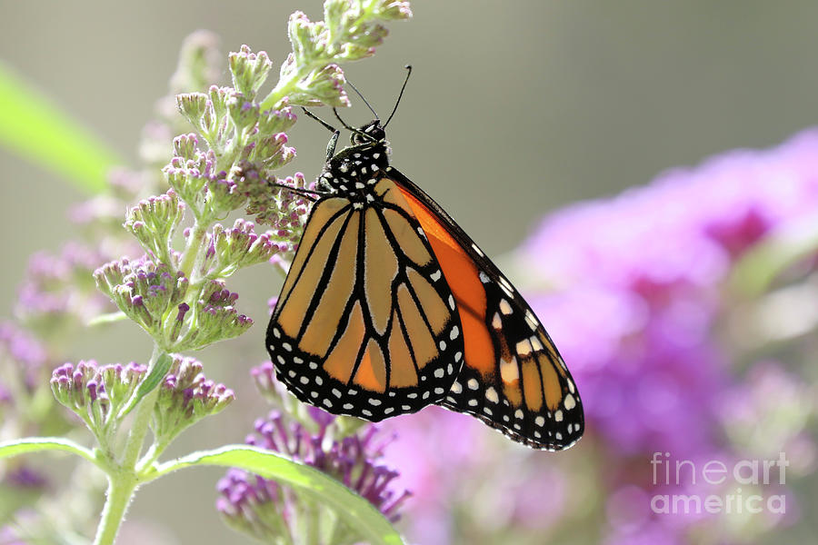 Monarch Butterfly Photograph by Vivian Krug Cotton
